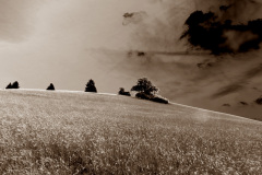 altmuehltrail_2014_20140707_1212538099