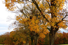 altmuehltrail_2017_20171128_2053725831