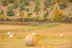 altmuehltrail_2018_20181102_2077867745