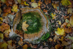 altmuehltrail_2018_2_20181102_2084826001