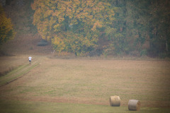 altmuehltrail_2018_40_20181102_2030708401