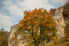 altmuehltrail_2018_49_20181102_1305985416