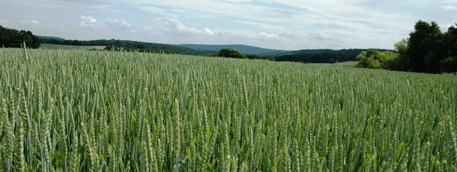 altmuehlfranken feld schmal