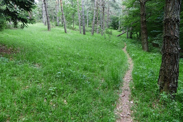 trail