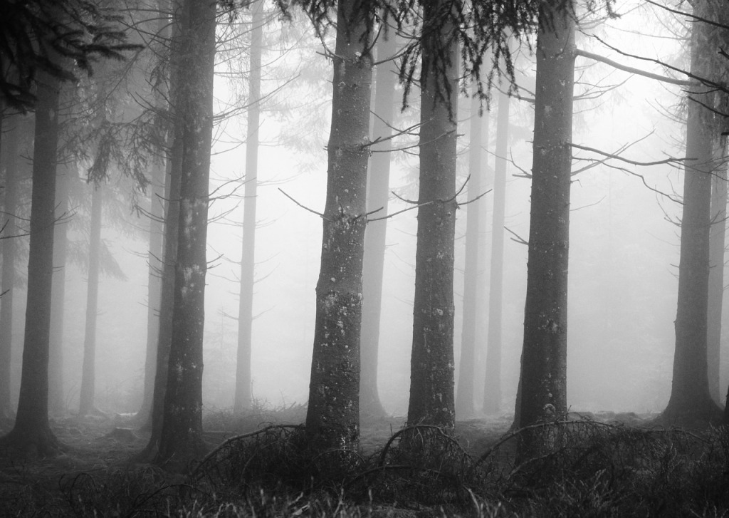 wald nebel