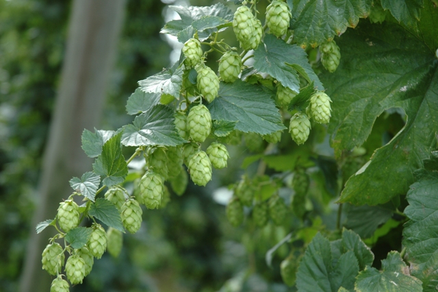 zia hopfen