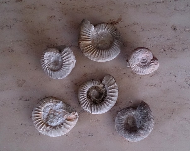 fossilien