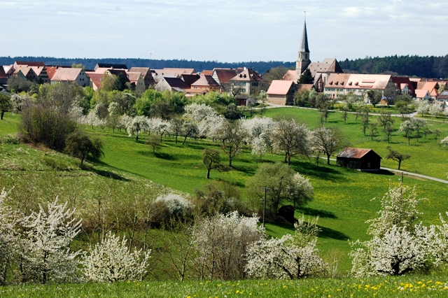 kirschbluete zia
