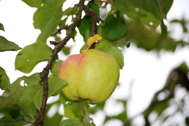 angis mobile apfel