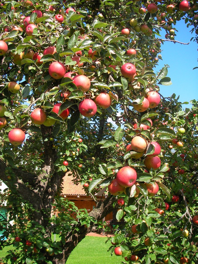 gentner apfelbaum