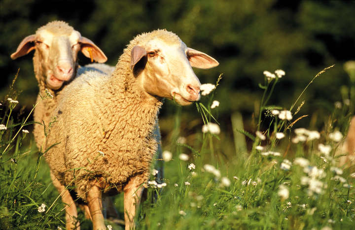 altmuehltaler lamm web